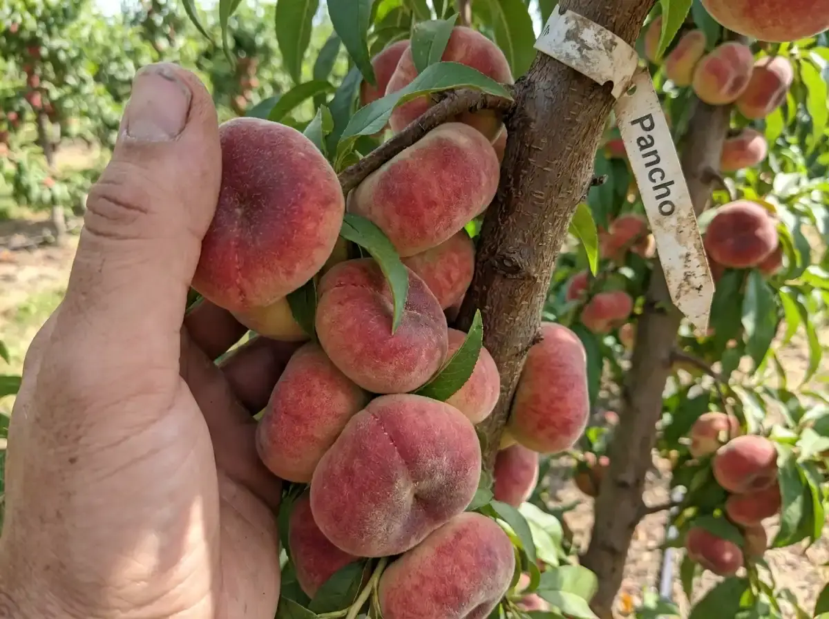Саджанець персику