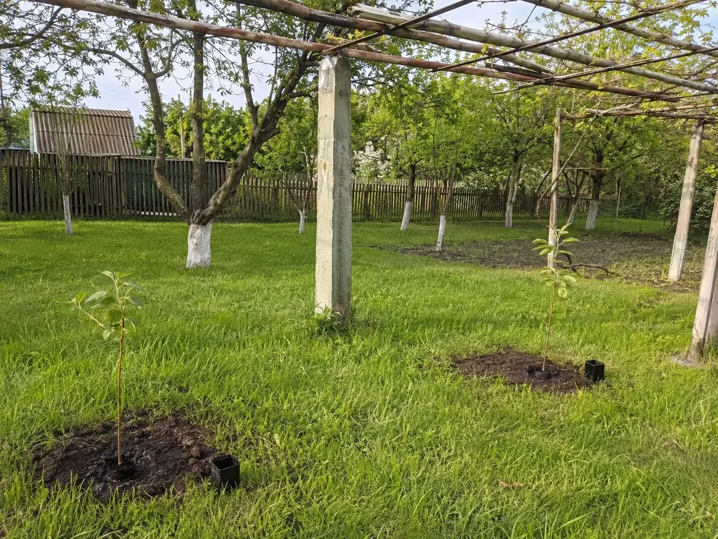 Відгук: саджанці ківі одразу після розпакування
